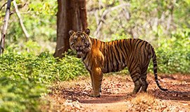 activities in dandeli